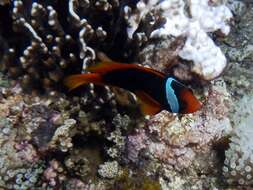 Image of Blackback anemonefish