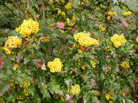 Image of Hollyleaved barberry