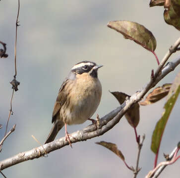 Image of Black-throated Accentor