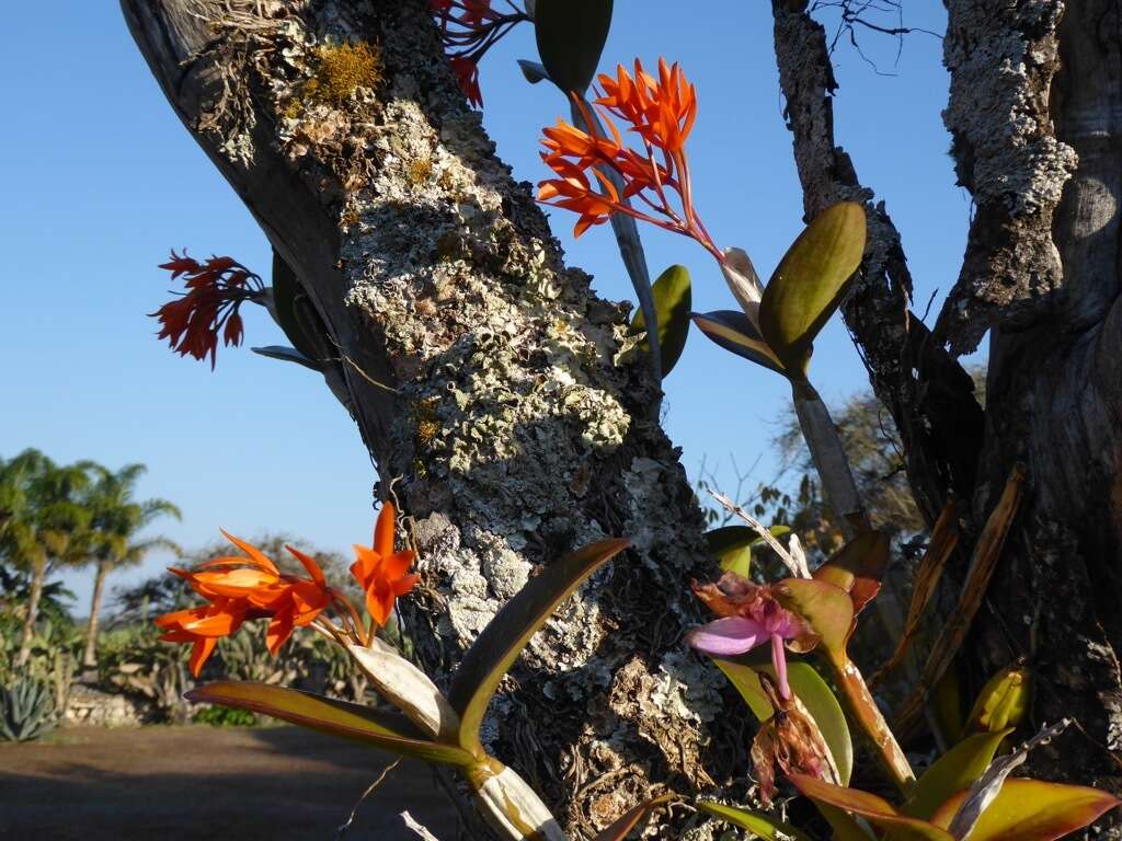 Image of Guarianthe aurantiaca (Bateman ex Lindl.) Dressler & W. E. Higgins