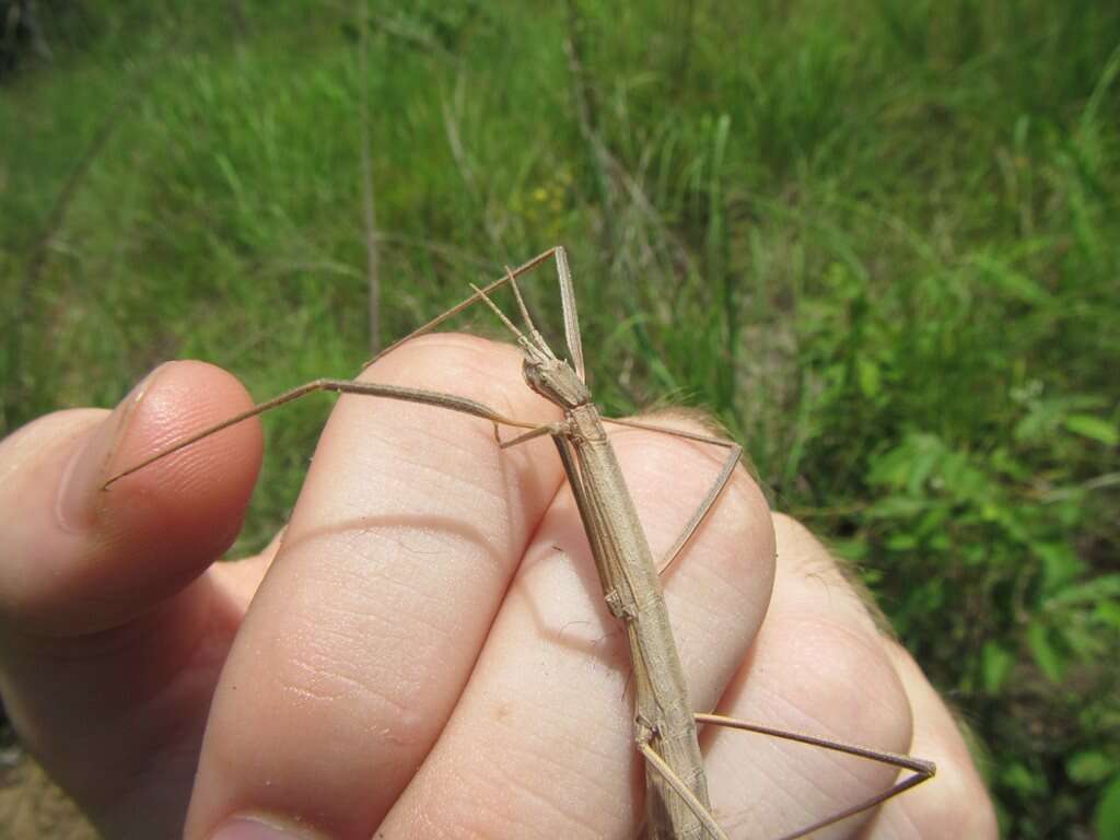 صورة Pachymorpha simplicipes Serville 1838