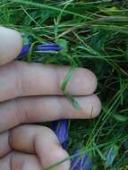 Image of Alpine Bellflower