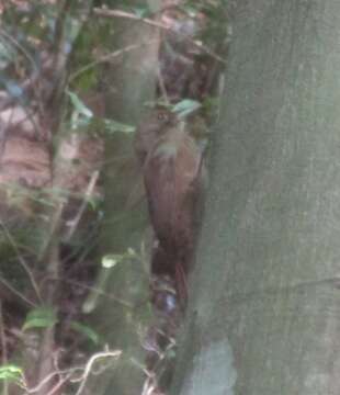 Image of Plain-winged Woodcreeper