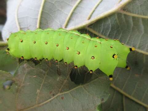 Image of Actias gnoma (Butler 1877)