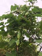 Image of ivy gourd