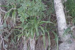 Image of large-leaved dragon tree