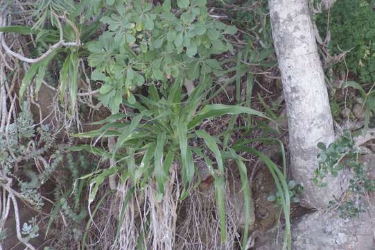 Plancia ëd Dracaena aletriformis (Haw.) Bos