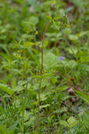 Plancia ëd Geum vernum (Raf.) Torr. & Gray