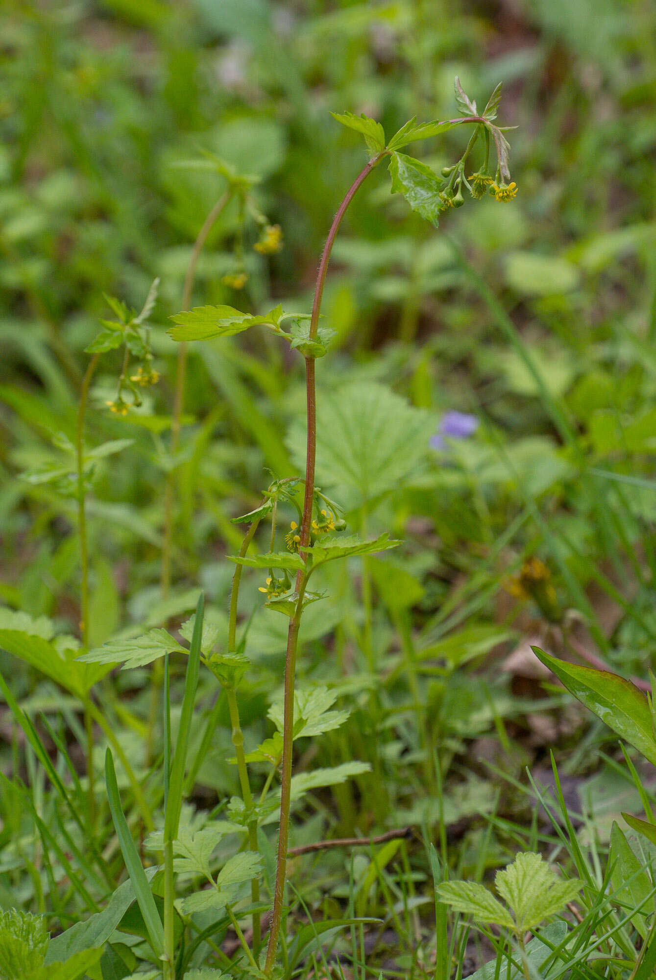 صورة Geum vernum (Raf.) Torr. & Gray