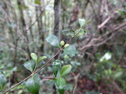 Image de Coffea buxifolia A. Chev.