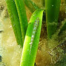 Image of Spade-nose clingfish