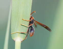 Image of Polistes erythrinus Holmgren 1868