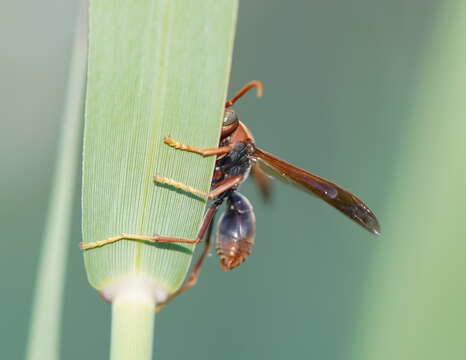 Image of Polistes erythrinus Holmgren 1868