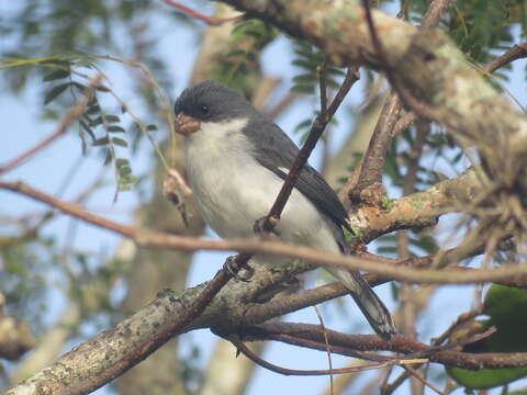 صورة Sporophila leucoptera (Vieillot 1817)