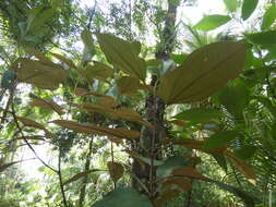 Miconia argentea (Sw.) DC. resmi