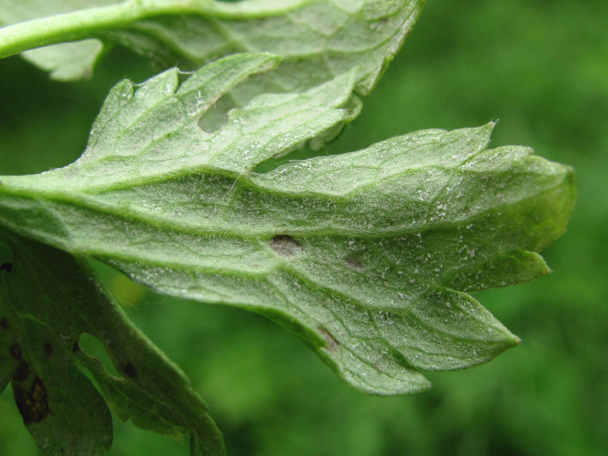 Peronospora ranunculi resmi