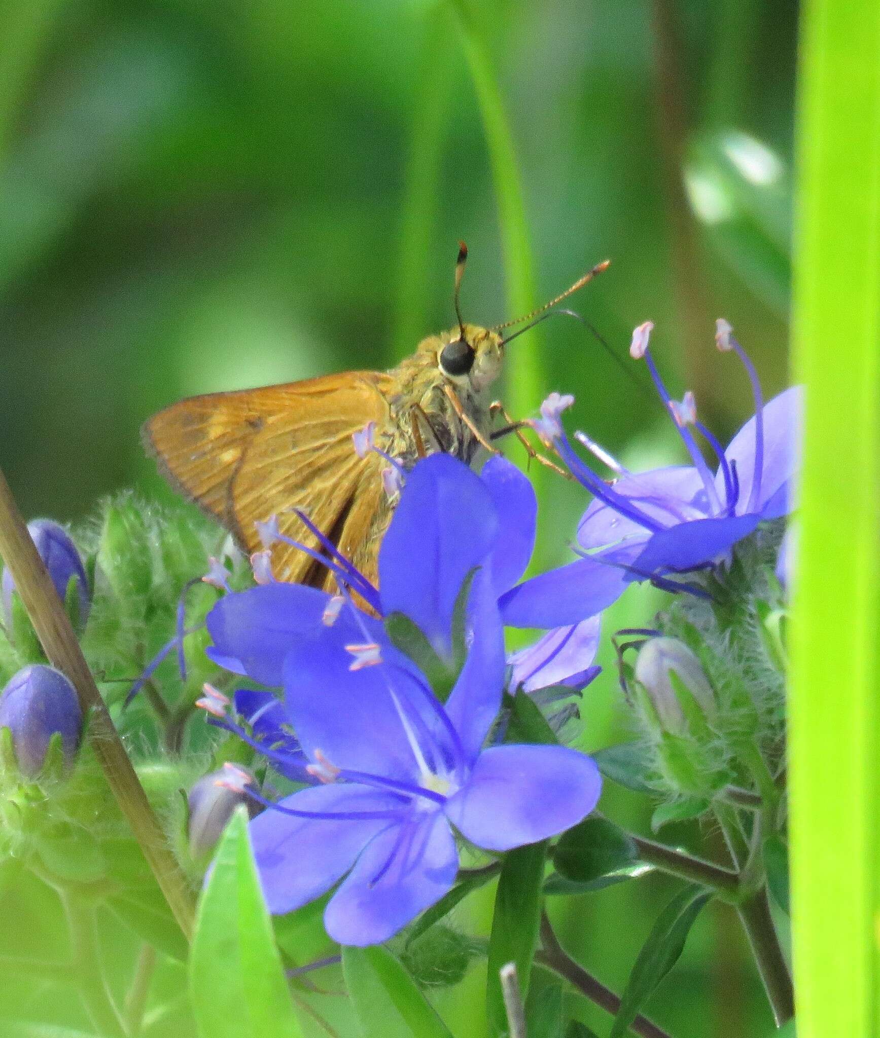 Image of Byssus Skipper