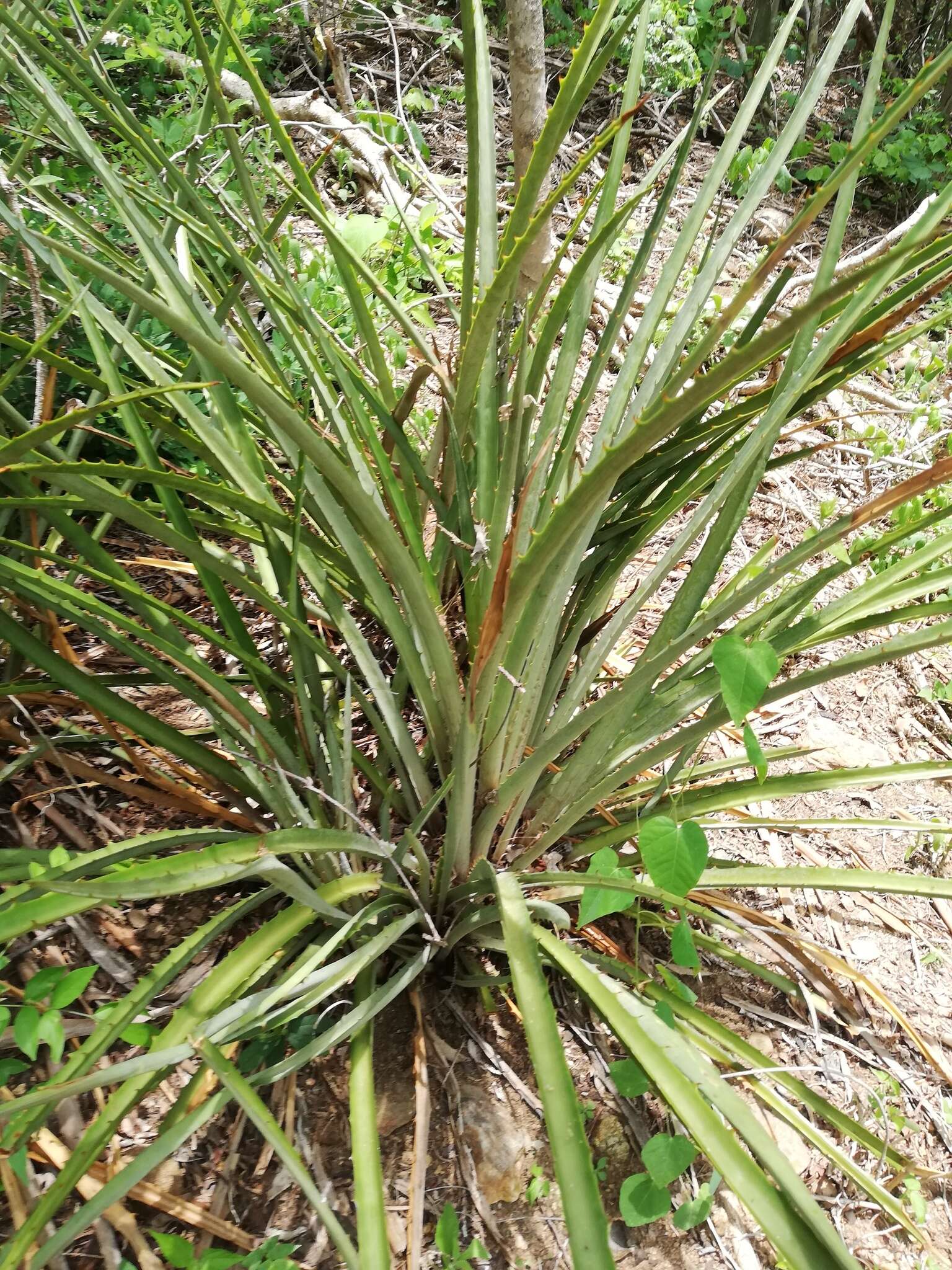 Bromelia palmeri Mez的圖片