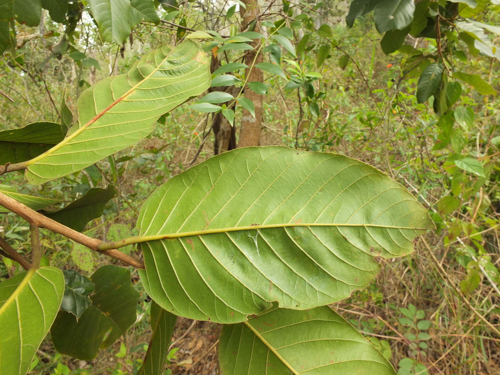 Imagem de Shorea roxburghii G. Don