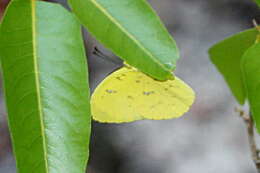 Слика од <i>Eurema <i>floricola</i></i> floricola