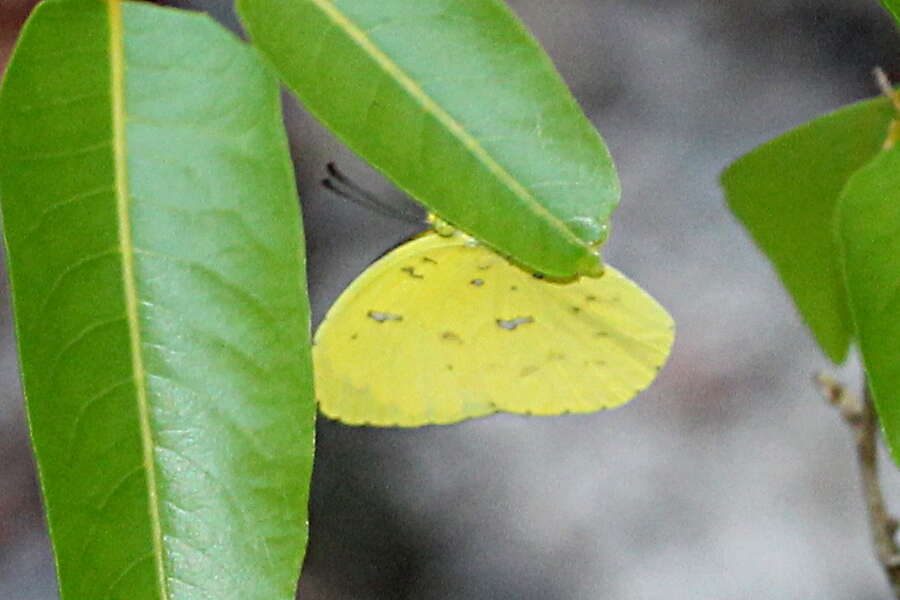 Image of <i>Eurema <i>floricola</i></i> floricola