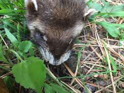 Image of western polecat, polecat