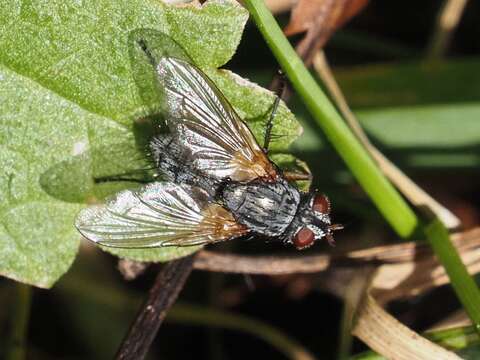 Image of Macquartia grisea (Fallen 1810)