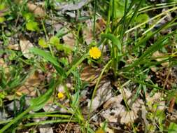 Image of Dwarf Dandelion