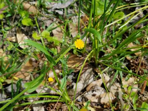 Image of Dwarf Dandelion