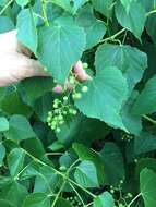 Image of heartleaf peppervine