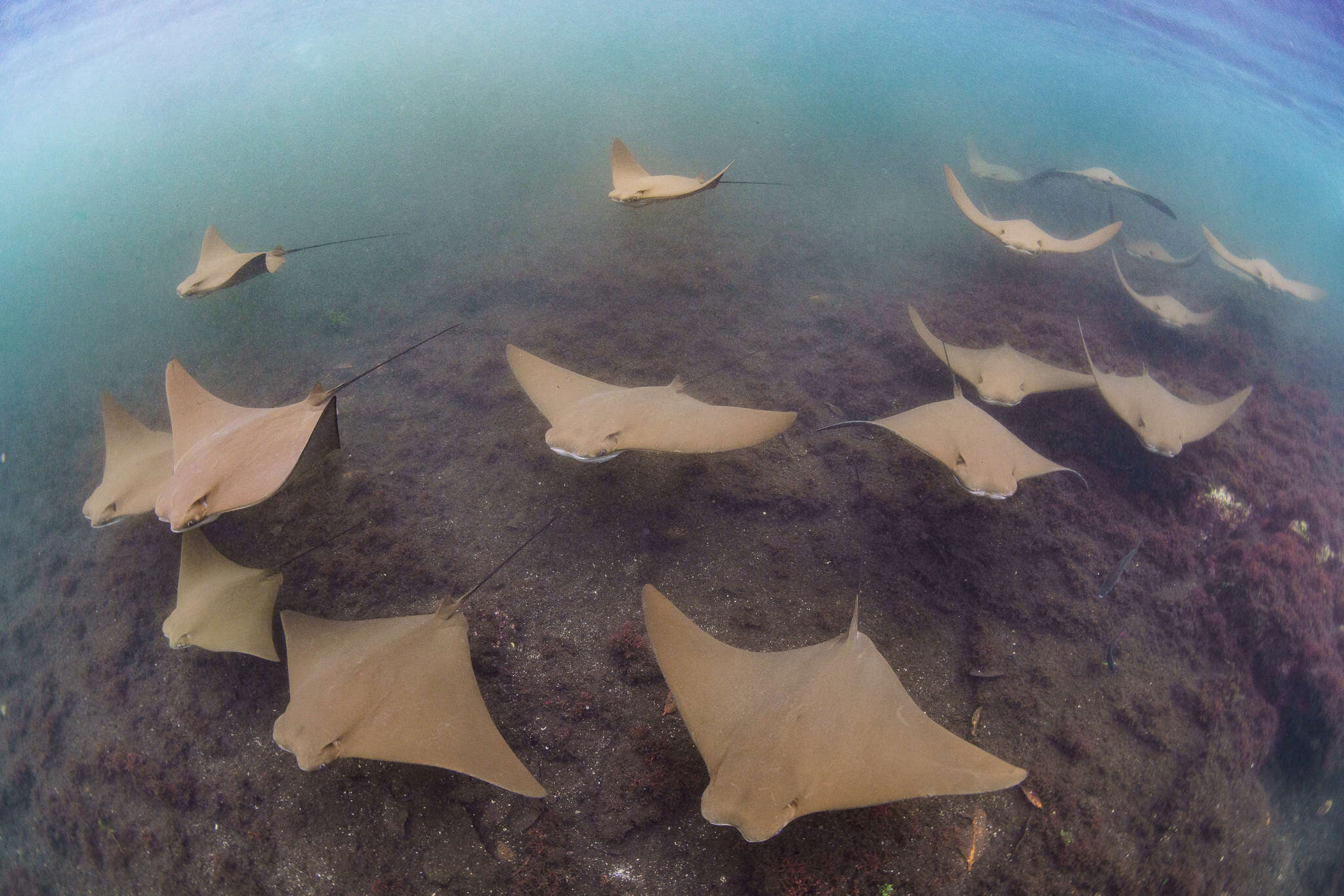 Image of Golden Cownose Ray