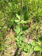 Image of <i>Eupatorium <i>rotundifolium</i></i> var. rotundifolium