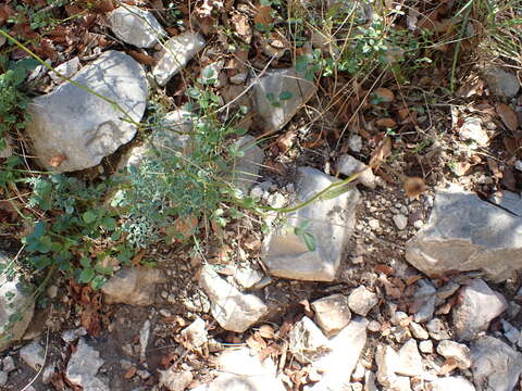 Sivun Ruta angustifolia Pers. kuva