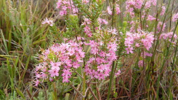 Image of Agathosma odoratissima (C. V. Montin) Pillans