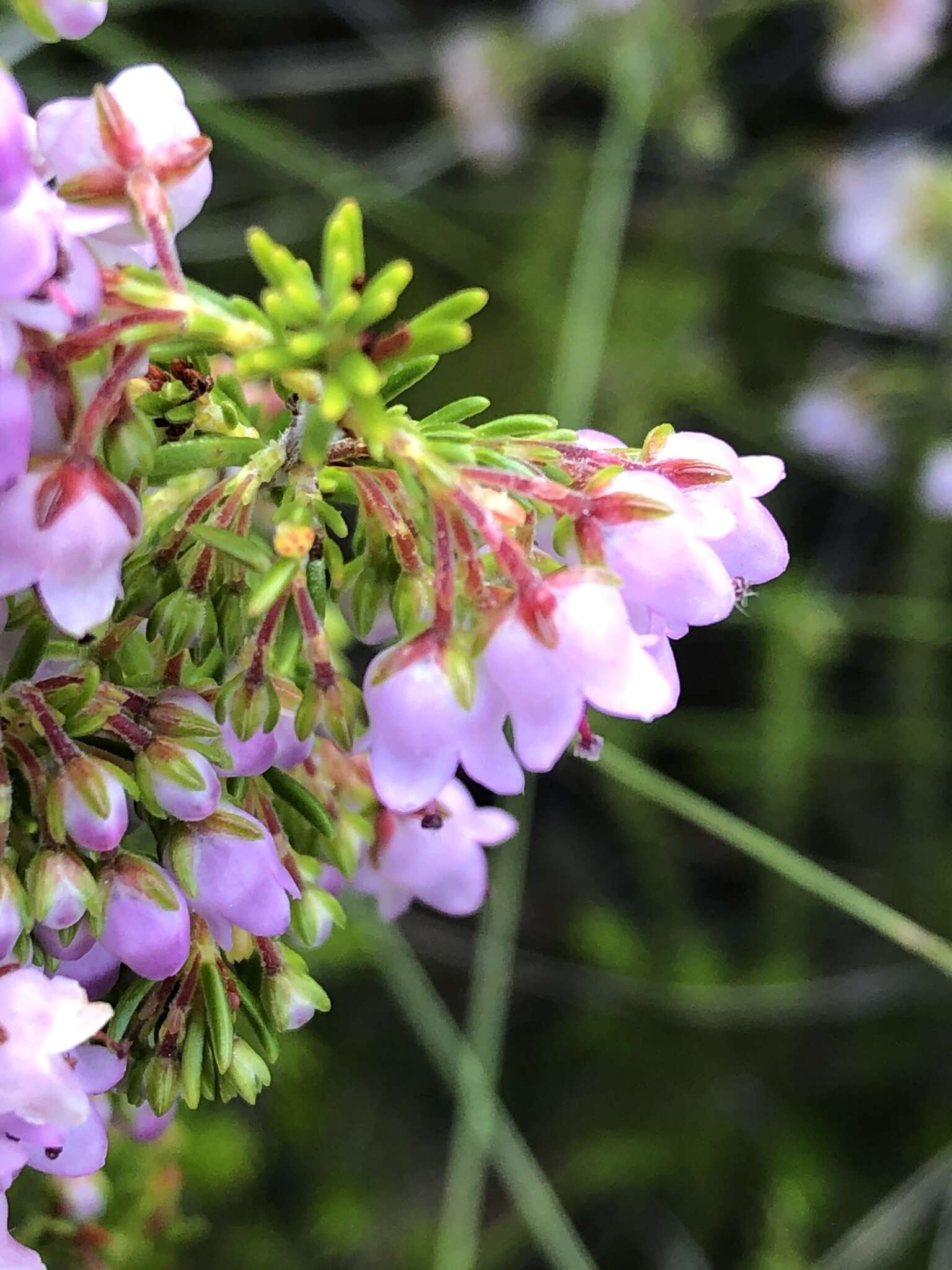 Image of Erica curvirostris var. curvirostris