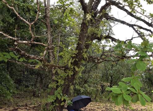 Imagem de Angraecum sesquipedale Thouars