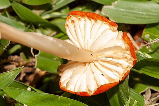 Imagem de Marasmius vagus