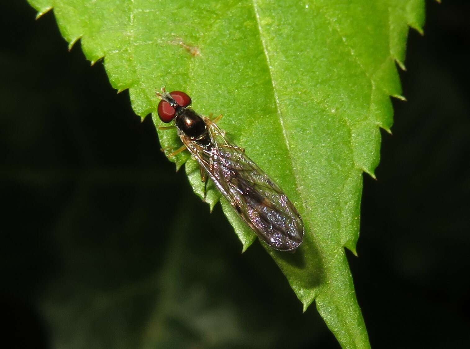 Image of Baccha
