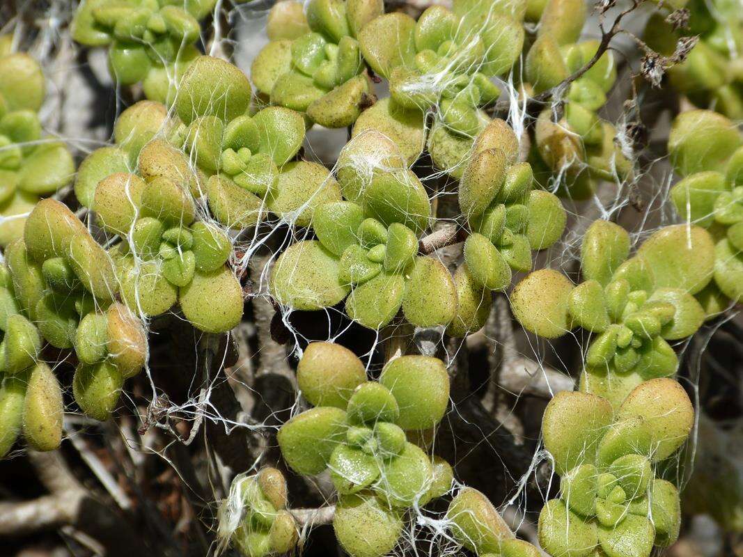 Image of Aeonium lindleyi subsp. lindleyi