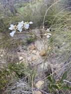 Image of Moraea cantharophila Goldblatt & J. C. Manning