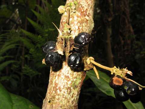 Image of Maui Pilo Kea