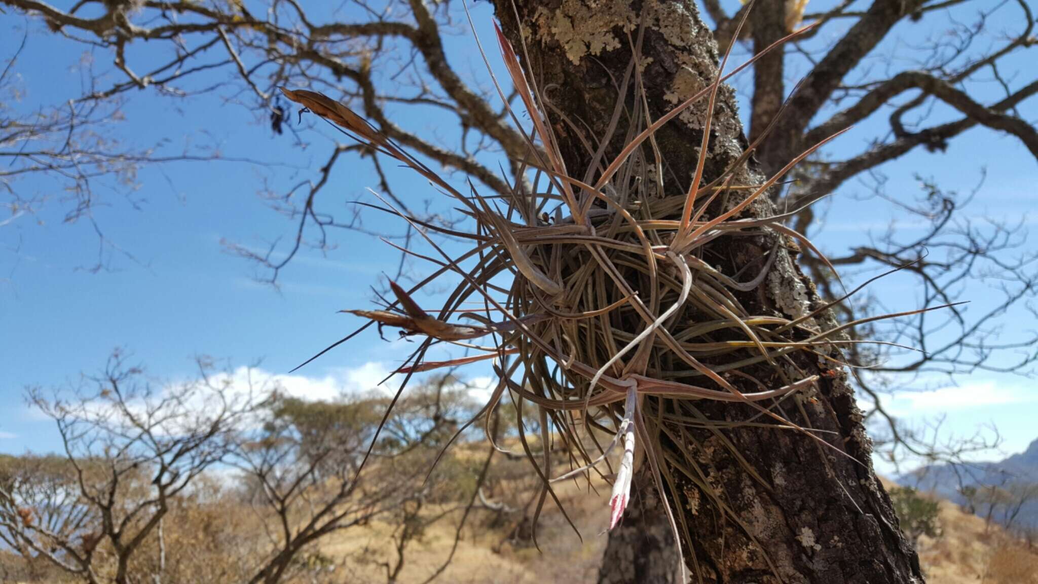 Слика од Tillandsia schiedeana Steud.