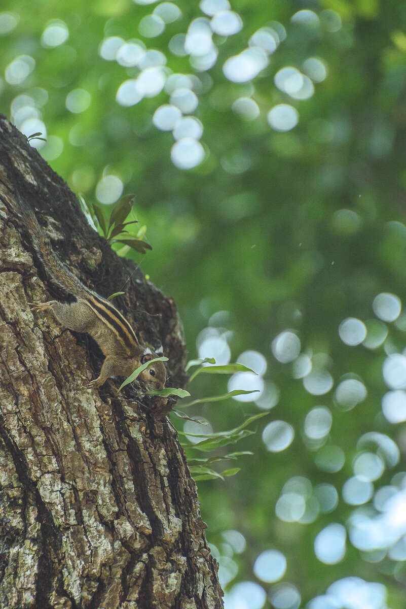 Image of Asiatic striped squirrel