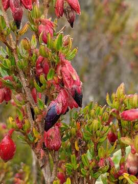 Image of Brachyotum jamesonii Triana