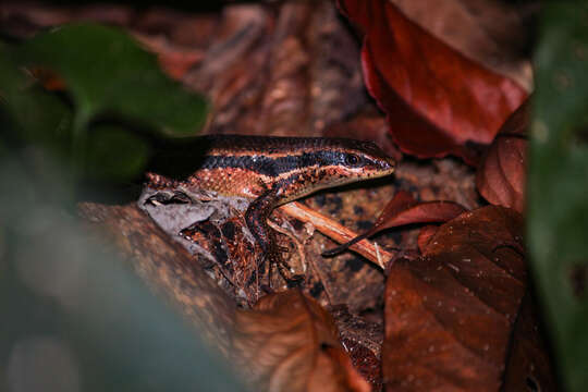 Image of Eutropis borealis (Brown & Alcala 1980)