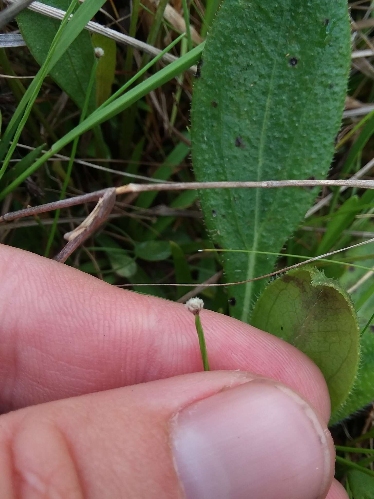 Image de Lachnocaulon digynum Körn.