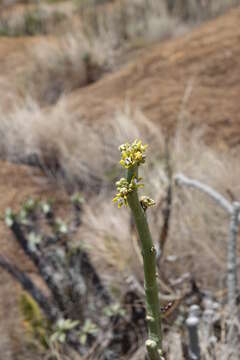 Image of Cynanchum perrieri Choux