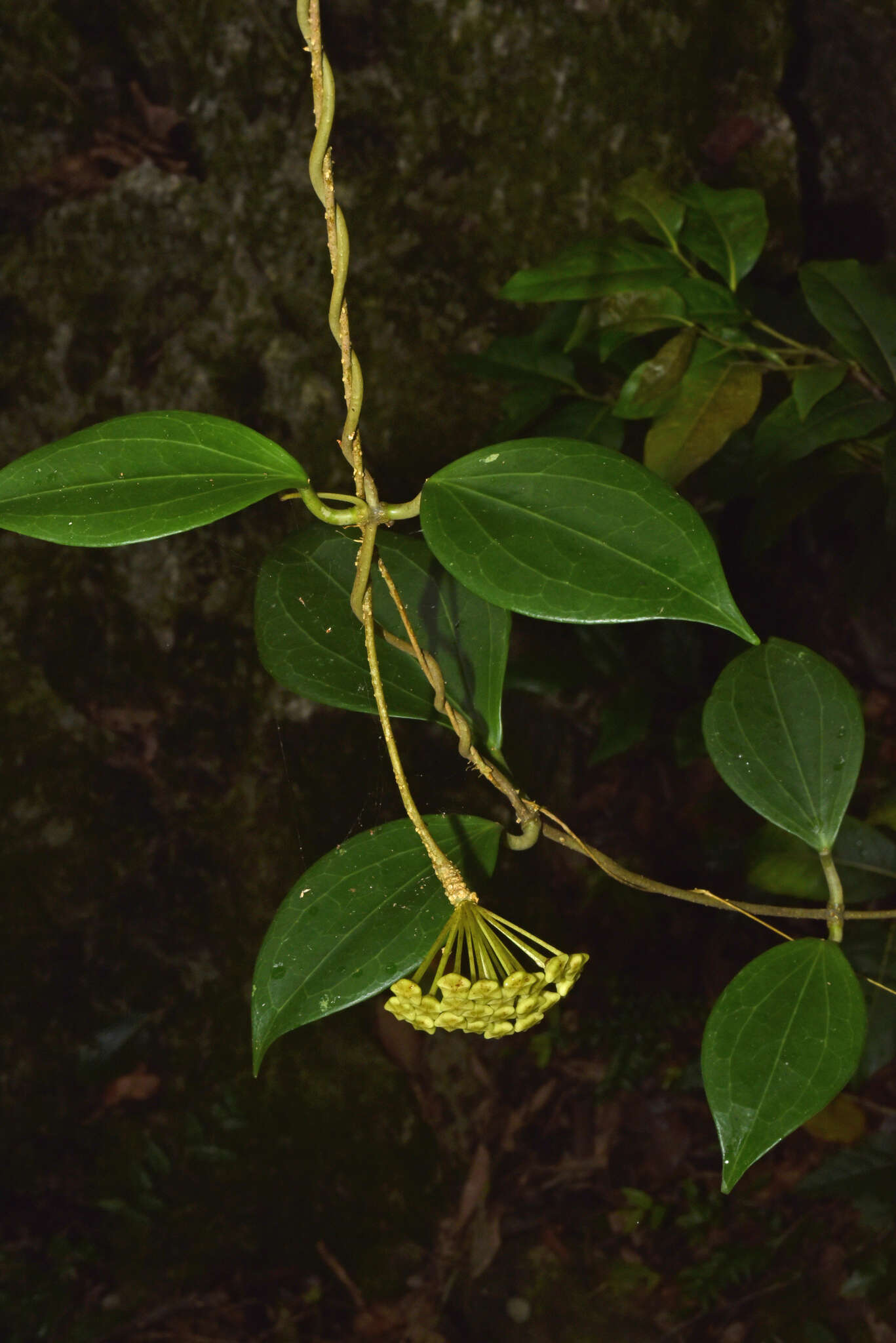 Image of Hoya pottsii Traill