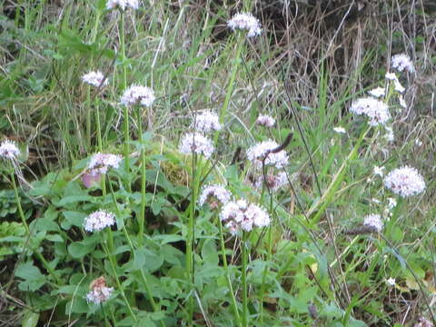 Image of Scouler's Valerian