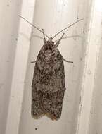 Image of Dull Flatbody Moth